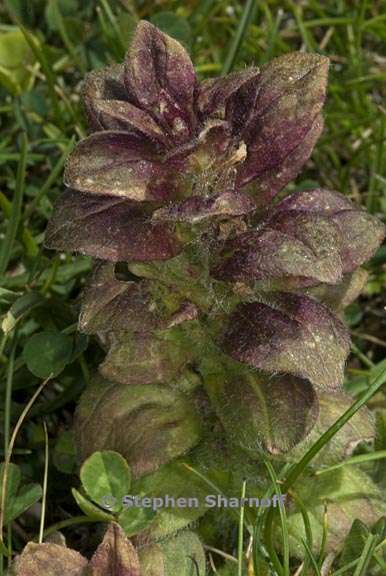 ajuga pyramidalis 1 graphic